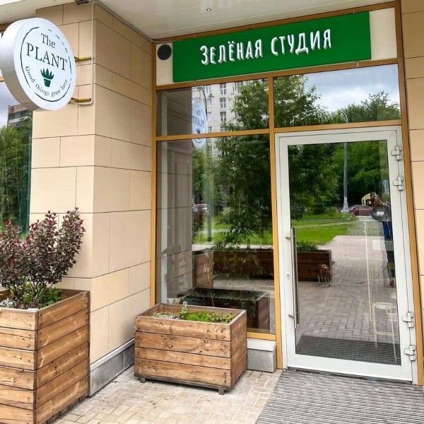 Выращиваем поисковый трафик на засушливой почве ограничений. Кейс зеленой студии The Plant