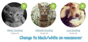 Как создать произвольный каталог членов сообщества в BuddyPress