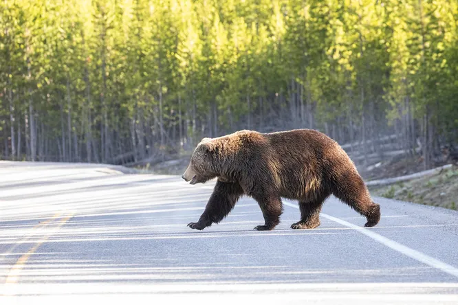 Четыре ДТП с участием диких животных произошло на территории Крупского района за одну ночь
Четыре ДТП с участием диких животных произошло на территории Крупского района за одну ночь
